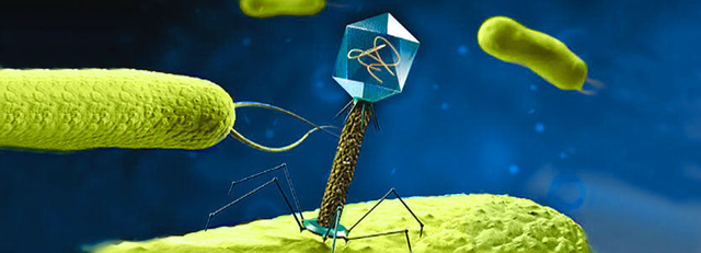 Bacteriófagos