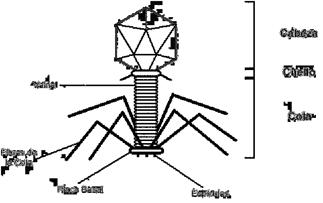 BACTERIÓFAGOS