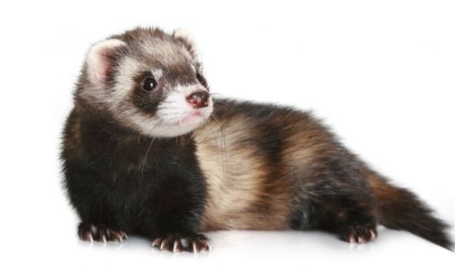 Virus de la influenza