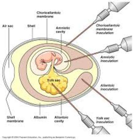 NO -  Embrión de pollo