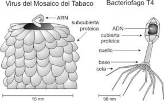NO - Cristalización en virus