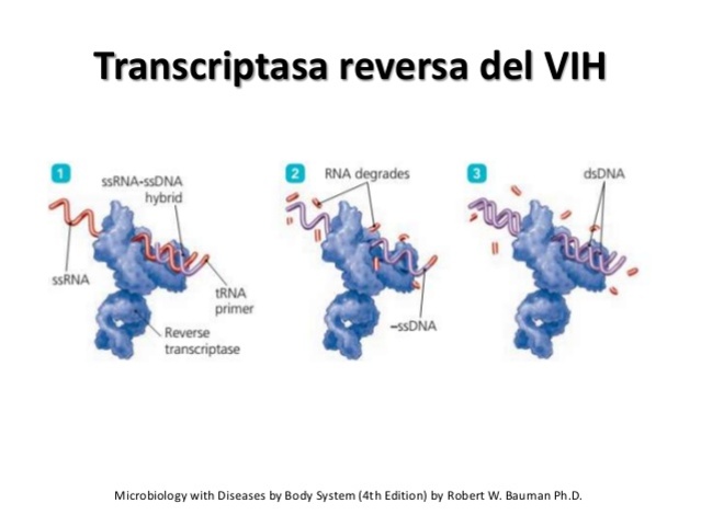 Transcriptasa reversa