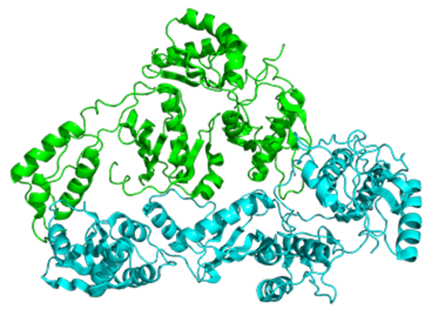 TRANSCRIPTASA INVERSA
