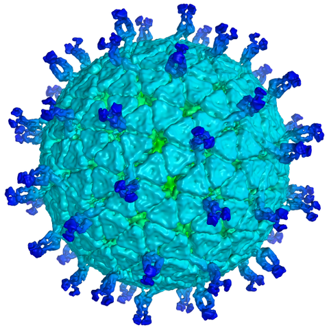 ROTAVIRUS