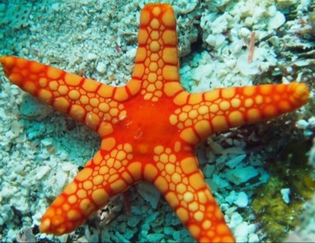 Sistemas nerviosos mas complejos (520mill)