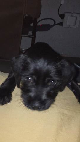 Nuevo ser en la familia