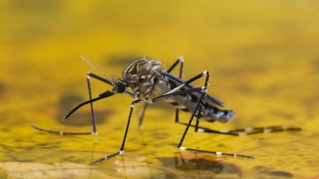 Transmisión fiebre amarilla