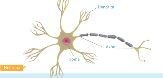 Las primeras Neuronas