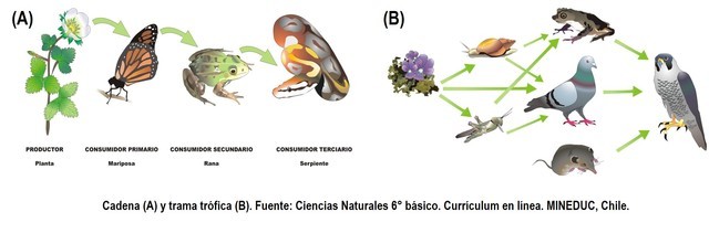 Era post-Lindeman. Hermanos Odum
