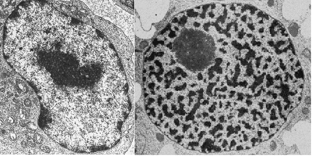 Robert Brown descubrió el núcleo celular