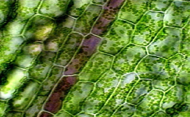 Matthias Schleiden y Friedrich Schwann  proponen la Teoría Celular