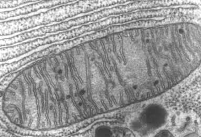 Kölliker identifica las mitocontrias