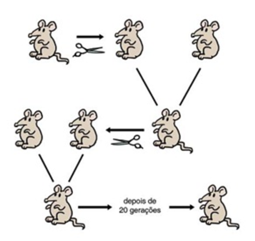 August Weismann a lo largo del tiempo hay similitud en las estructuras de las celulas