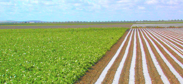 Aparece la ingeniería agrícola