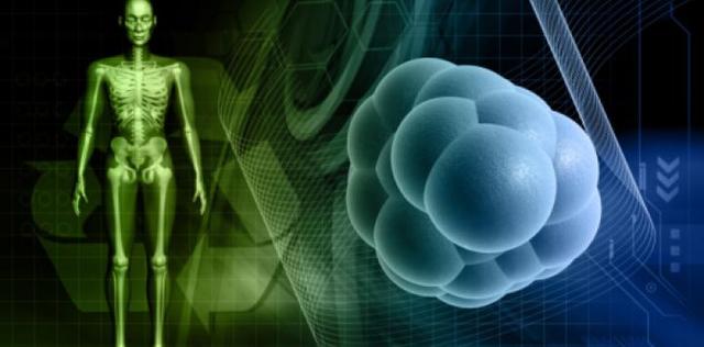 Embriones clonados y células madres