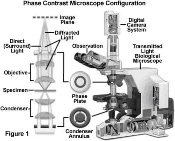 microscopio de contraste de fases