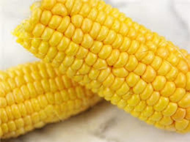 Hybrid Corn