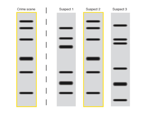 DNA fingerprinting
