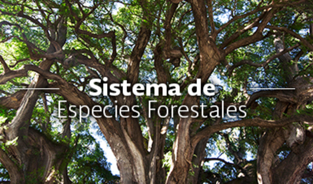 Distintos  programas