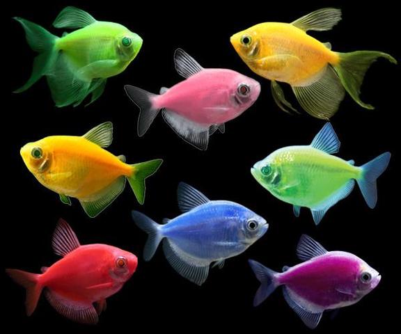 GloFish