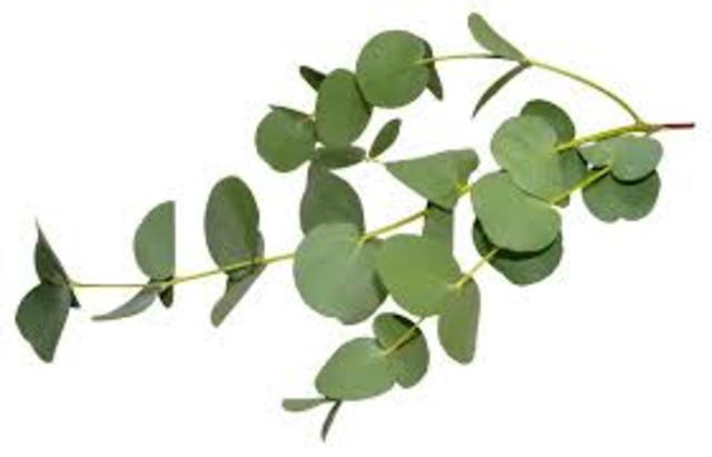 Biotech Eucalyptus