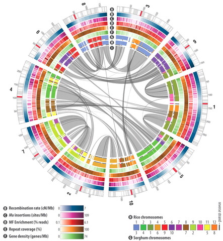 Draft Corn Genome