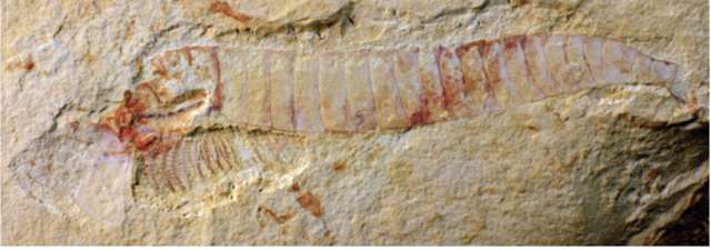 El surgimiento del sistema nervioso.