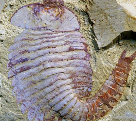 El surgimiento del primer cerebro.