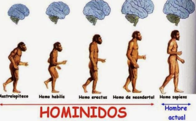 El surgimiento de los homínidos y de las características únicas de su cerebro.