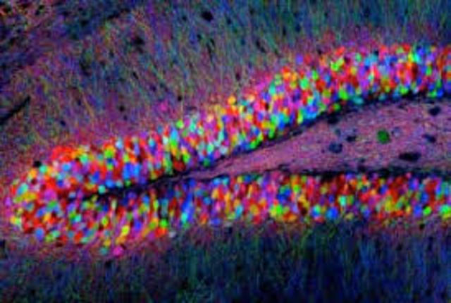 se descubren las neuronas de hipocampo