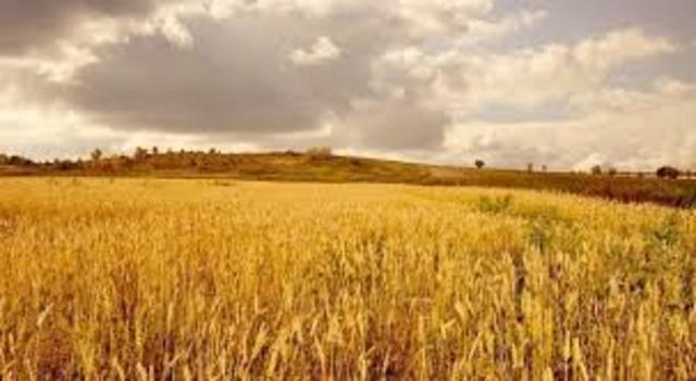 Convertimos los cereales en nuestra primera fuente de alimento y lo producimos en casi todo los terrenos del planeta