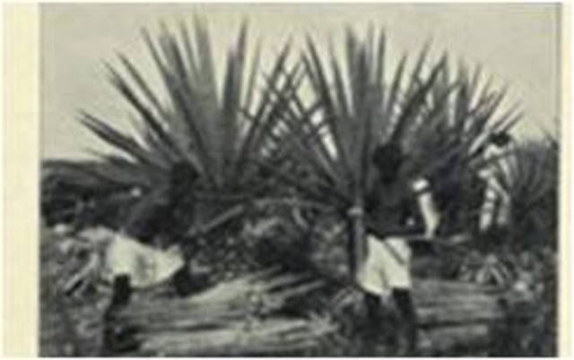 Primera etapa de la Revolución (1910-1913)