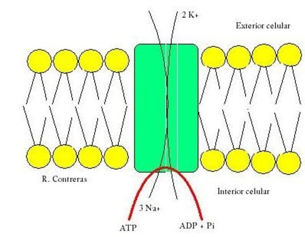 Se descubre la bomba Na/Cl