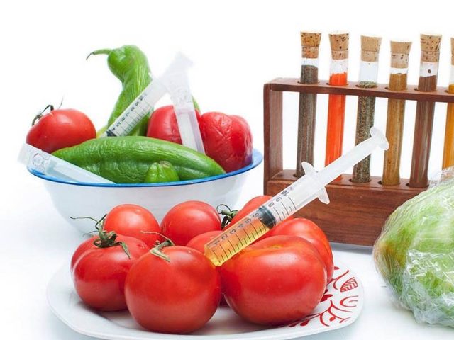 Idade contemporânea: Transgênicos