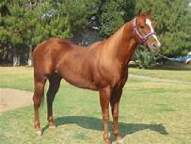 mi primera vez cuando monte caballo