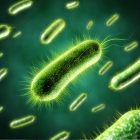 Se genera el primer organismo transgenico (una bacteria)