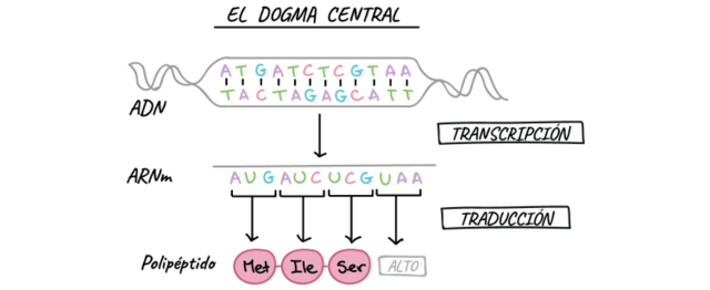 estudios de la base molecular de la transcripción genética