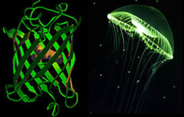 Desarrollo de la proteína verde fluorescente