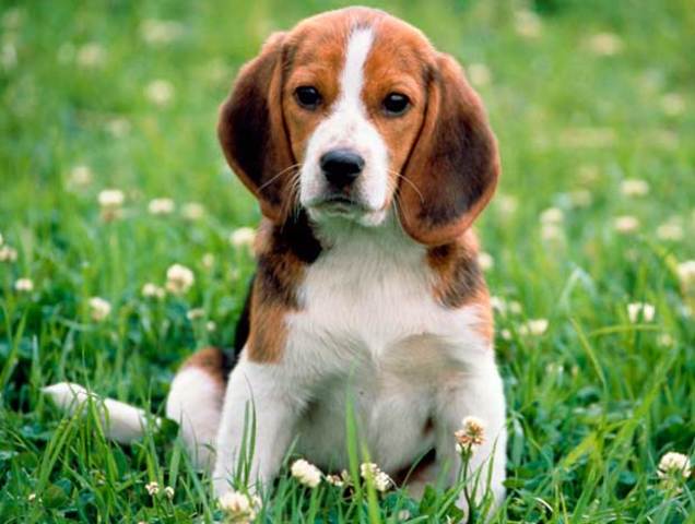 la perdida de mi perro