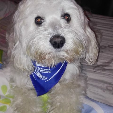 La llegada de mi perrito