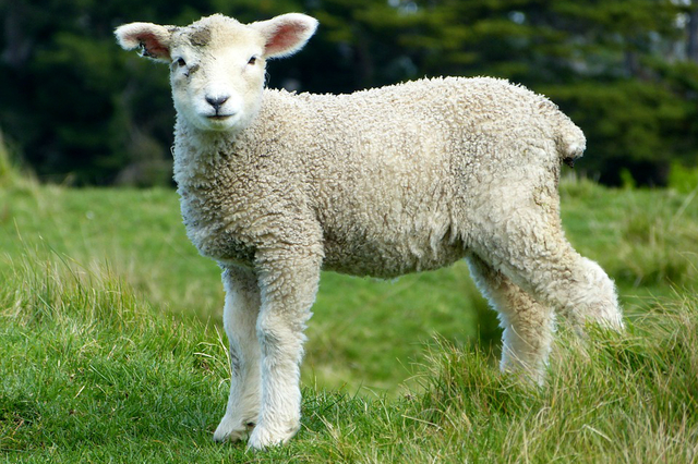 Persecución de ovejas y pollos