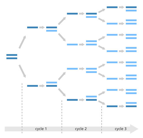 Polymerase Chain Reaction