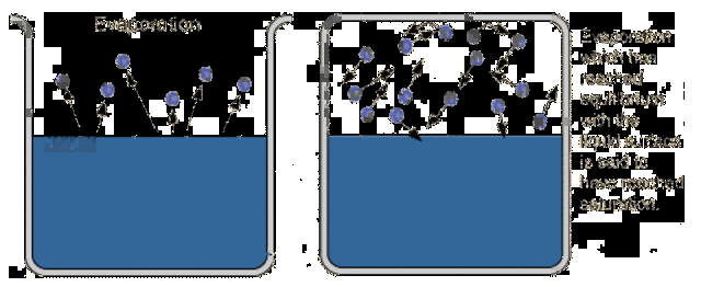 Establecimiento del principio de evaporación