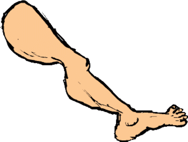Leg