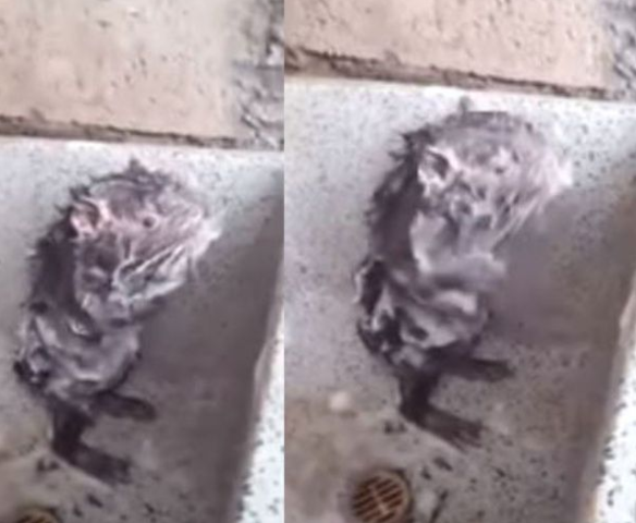 Resonancia Magnetica  nuclear en un Raton