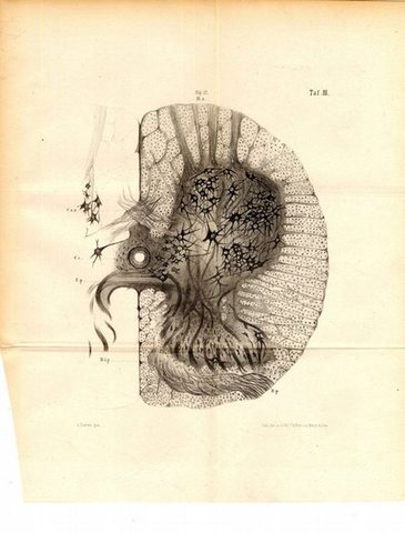 ROTTO FRIEDRICH DIETE