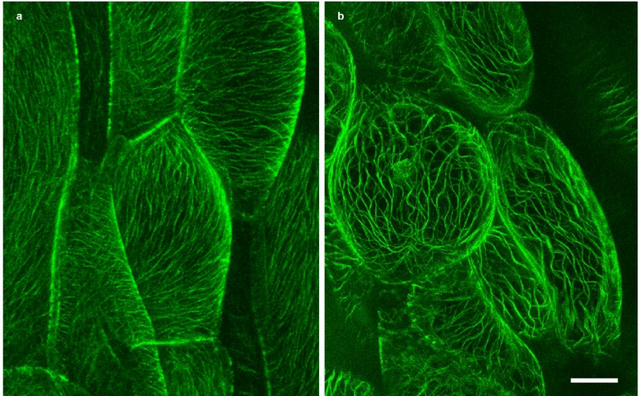Osamu Shimomura, Martin Chalfie, Roger Y. Tsien,