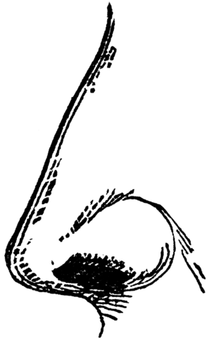 Nose