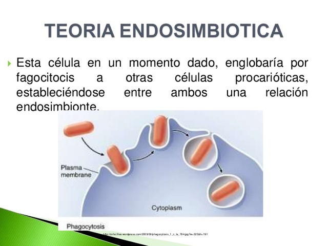 Modelo endosimbionte. Lynn Margulis (1938-2011)