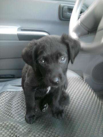 LLEGADA DE MI PERRITA.